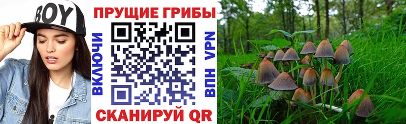 Галлюциногенные грибы Psilocybe  сколько стоит  МЕГА как войти  Октябрьск 